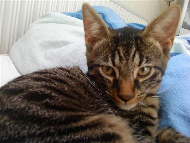 Blanding af racer Nemo billede 4