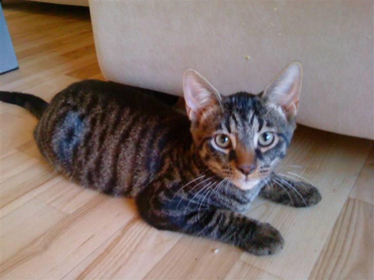 Blanding af racer Nemo billede 7