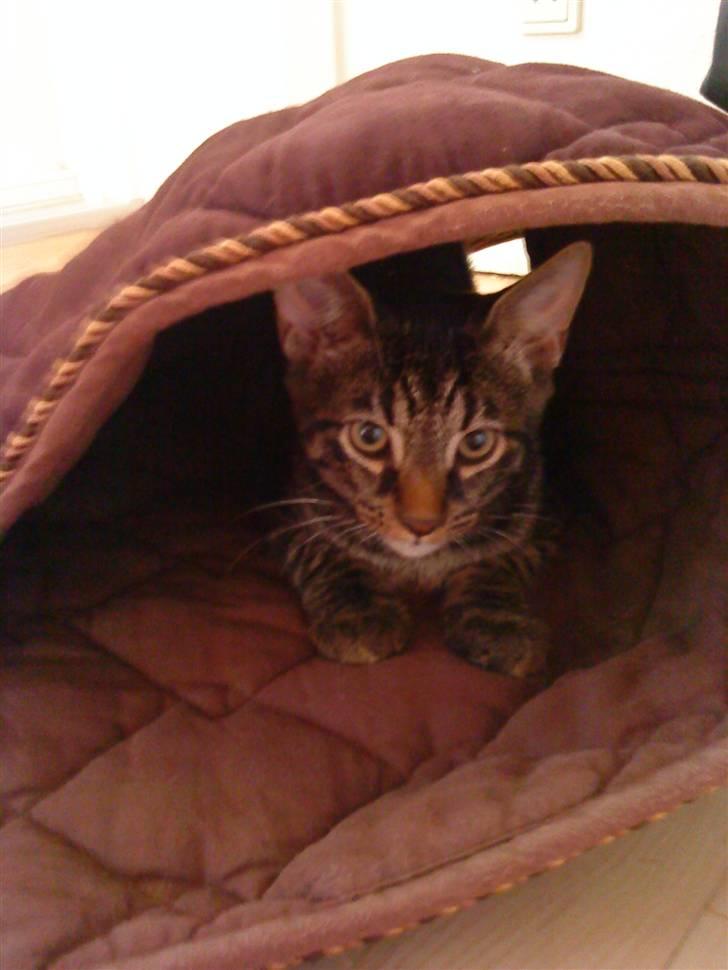 Blanding af racer Nemo billede 8