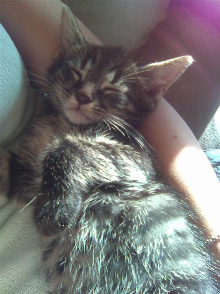 Blanding af racer Nemo billede 10