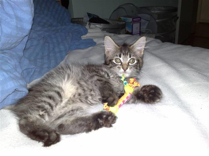 Norsk Skovkat Felix billede 12