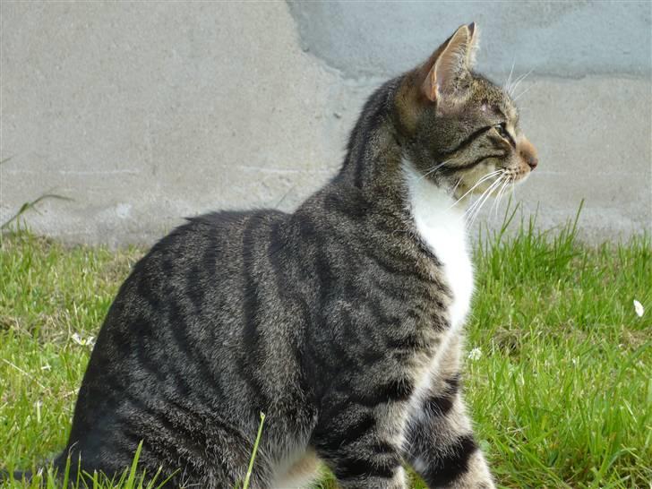 Huskat Pølle mis billede 1