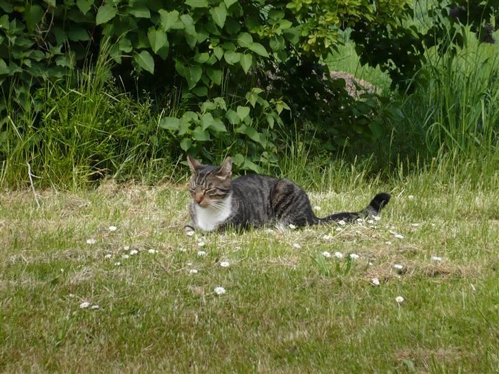 Huskat Pølle mis billede 2