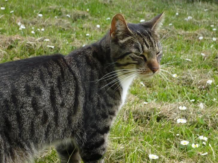 Huskat Pølle mis billede 3