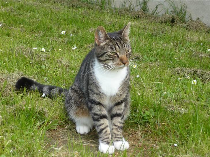 Huskat Pølle mis billede 4