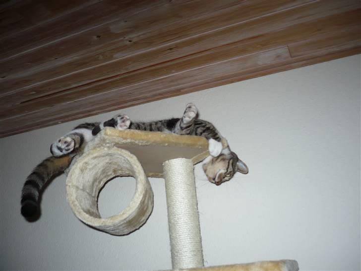 Huskat Pølle mis billede 5