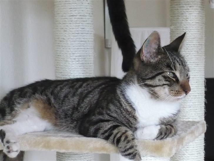 Huskat Pølle mis billede 6