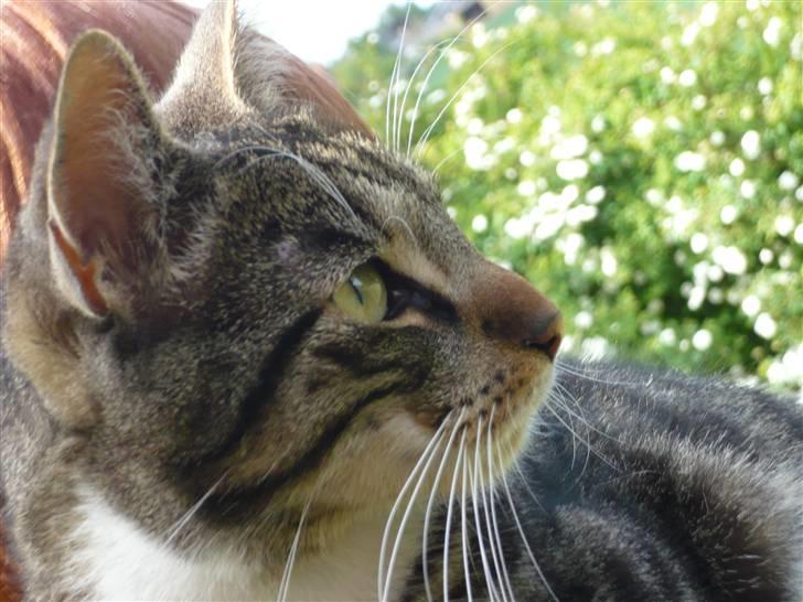 Huskat Pølle mis billede 7