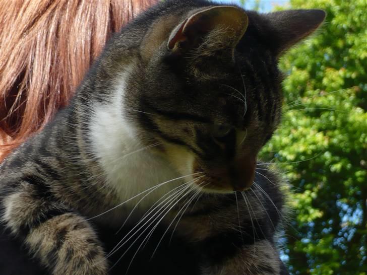 Huskat Pølle mis billede 8