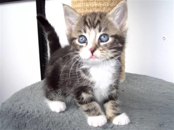 Huskat Max billede 1