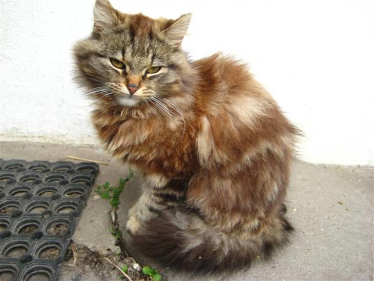 {{currentPhoto.altText}} billede {{currentPhoto.number}}