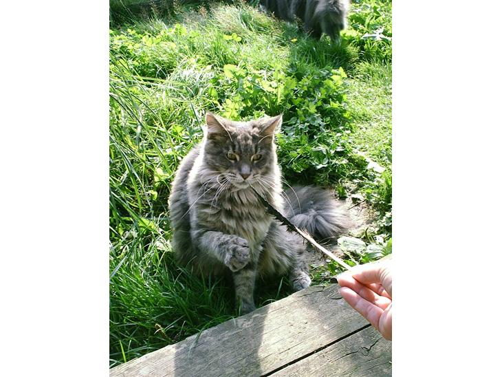 Maine Coon Corona aka Cassi billede 1