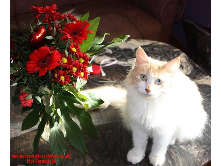 {{currentPhoto.altText}} billede {{currentPhoto.number}}