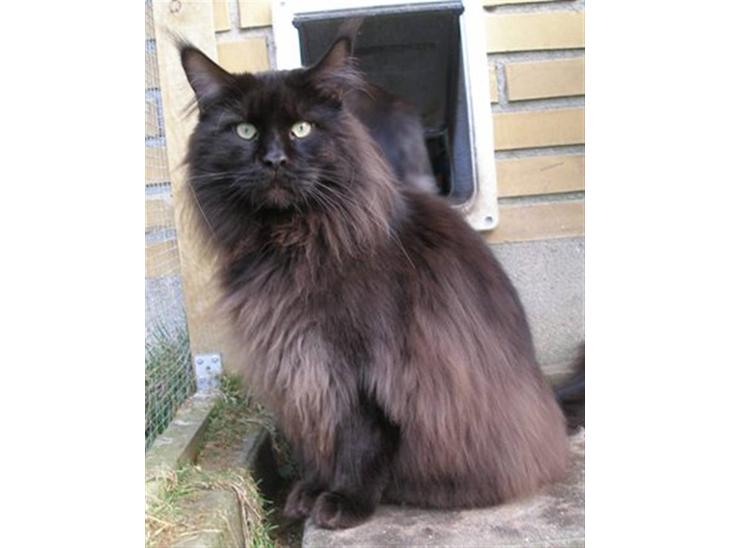 Maine Coon Micharlo's Milas billede 1