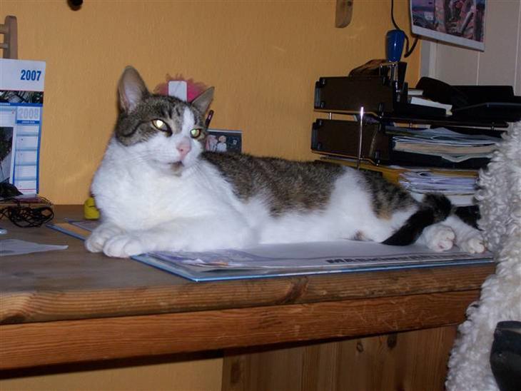 {{currentPhoto.altText}} billede {{currentPhoto.number}}