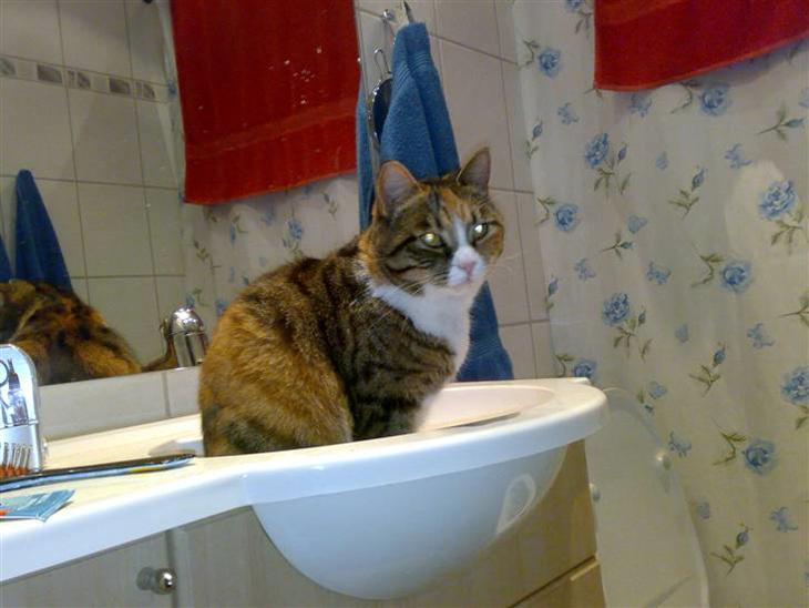 Huskat Sille - sille har lige leget med vand billede 1