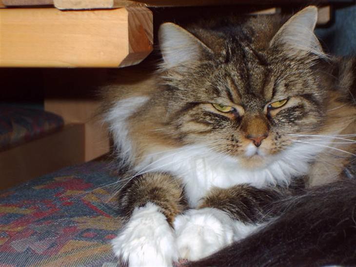 Maine Coon chilli billede 1