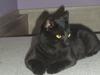 Blanding af racer Lucky (bette missen)