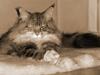 Maine Coon Mille