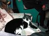 Huskat Benjamin (RIP 28/8-2002)