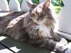 Maine Coon Sweety-