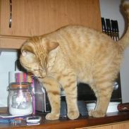 Blanding af racer Malli