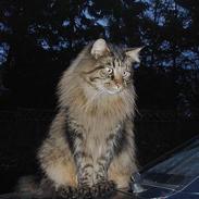 Maine Coon Tiger