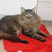 Maine Coon Tiger