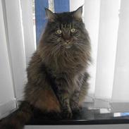 Maine Coon Tiger