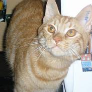 Blanding af racer Malli