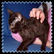 Blanding af racer zorro