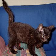 Blanding af racer zorro