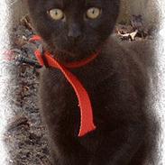 Blanding af racer zorro