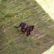 Blanding af racer zorro