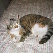 Blanding af racer Trunte