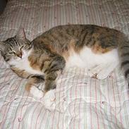 Blanding af racer Trunte