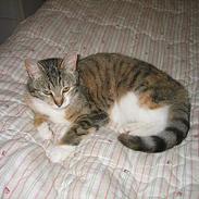 Blanding af racer Trunte