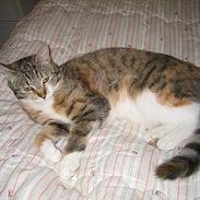 Blanding af racer Trunte