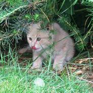 Blanding af racer Prinsesse *~død~*