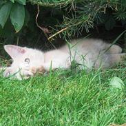 Blanding af racer Prinsesse *~død~*