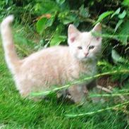 Blanding af racer Prinsesse *~død~*