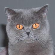 British Shorthair IC DK*Baaswell's Nicol