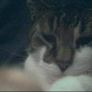 Blanding af racer Herkules