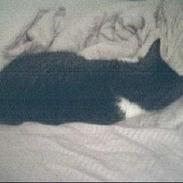 Blanding af racer Herkules