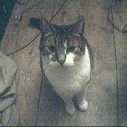 Blanding af racer Herkules