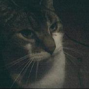 Blanding af racer Herkules