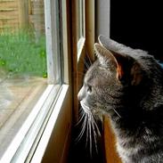 Blanding af racer Pjuske