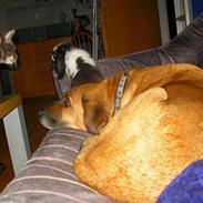 Blanding af racer Pjuske