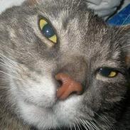 Blanding af racer Pjuske