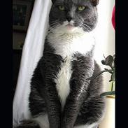 Blanding af racer Molly